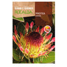 Sementes de Protea Eximia, Rocalba
