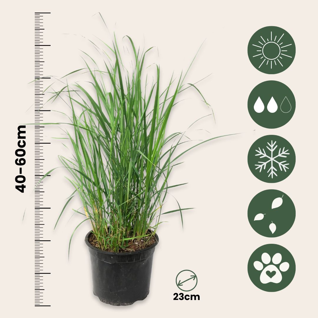 Pasto De Las Praderas - Panicum Virgatum 'heavy Metal' - Altura 40-60cm - ⌀23cm_2
