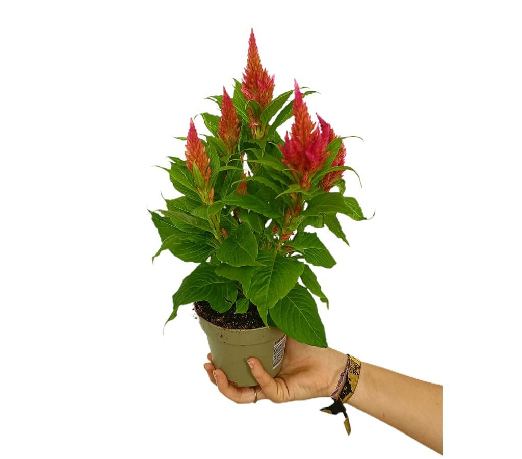 Celosia Argentea M12 40cm_0