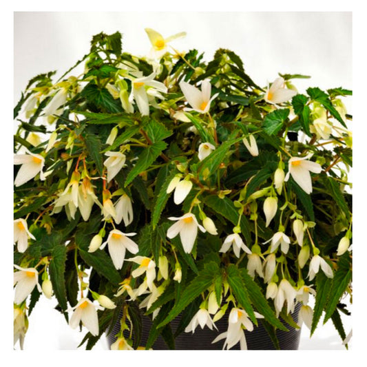 1 Bulbo De Begonia Bertinii Boliviensis 'santa Barbara'  Planta De Flor_0