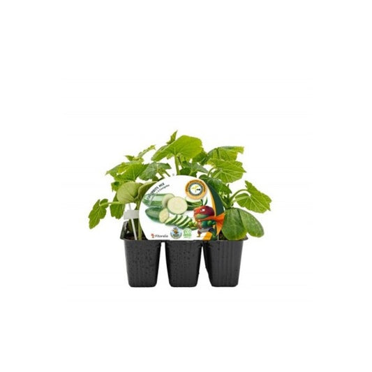 Pack Plantones Calabacín + Pepino Injertado 6 Ud. Natural - Fitoralia_0
