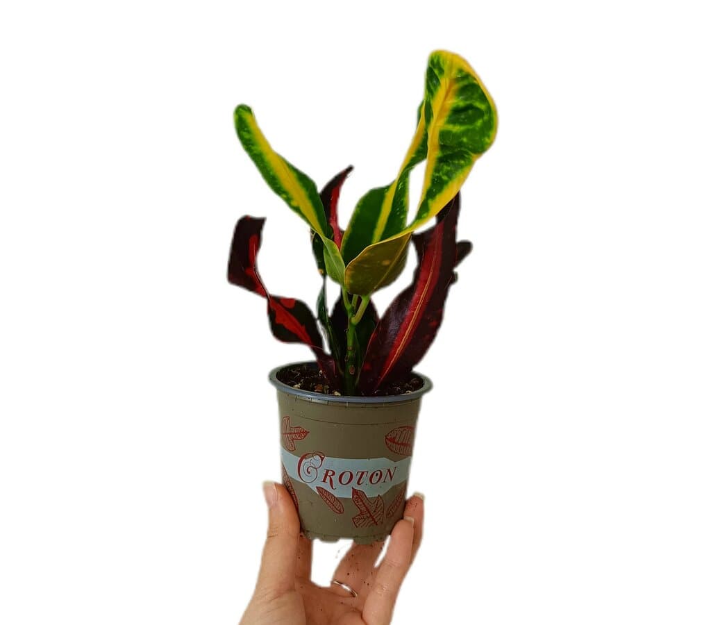 Croton Mammy M9_0