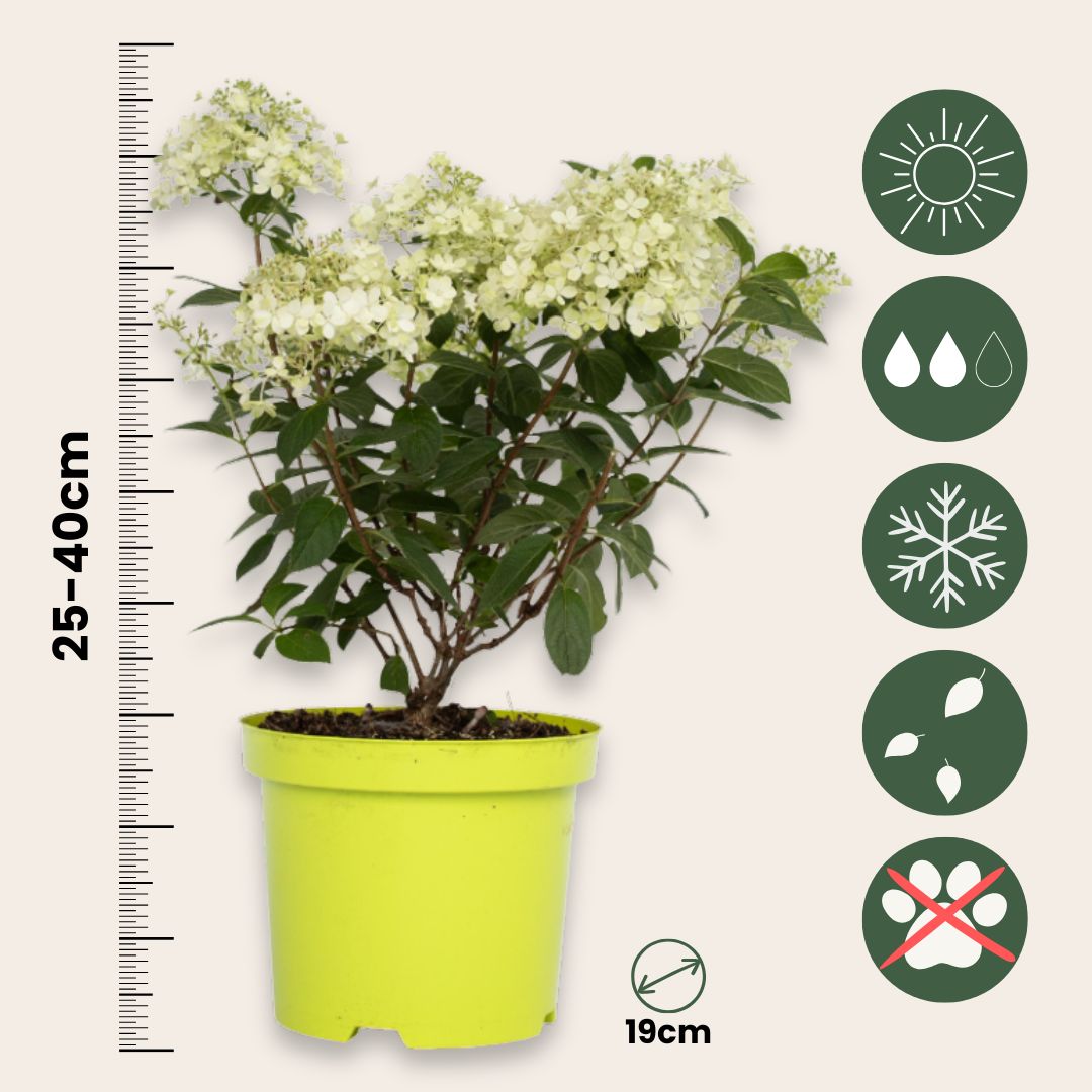 Hortensia - 2 Pzs - Hydrangea Paniculata 'bobo' - Altura 25-40cm - ⌀19cm_2