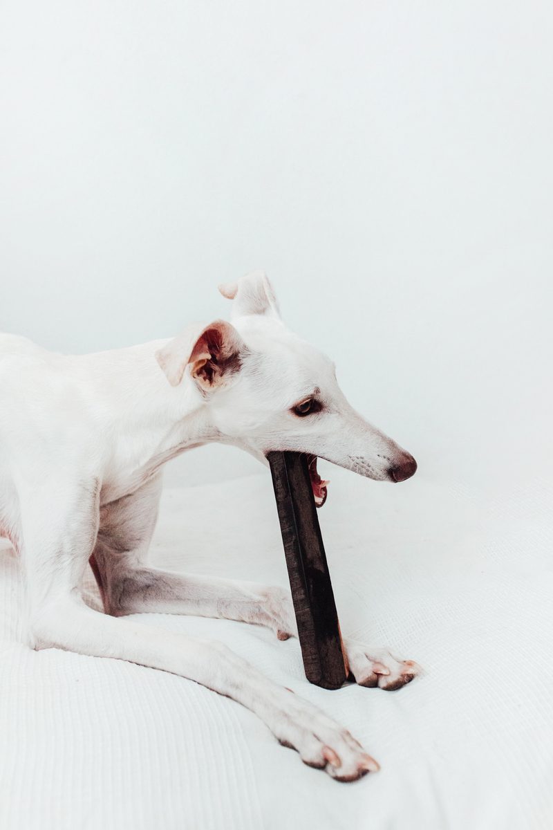 Bimordiscos Palo De Ébano Para Perros Pack. 2 X L_3