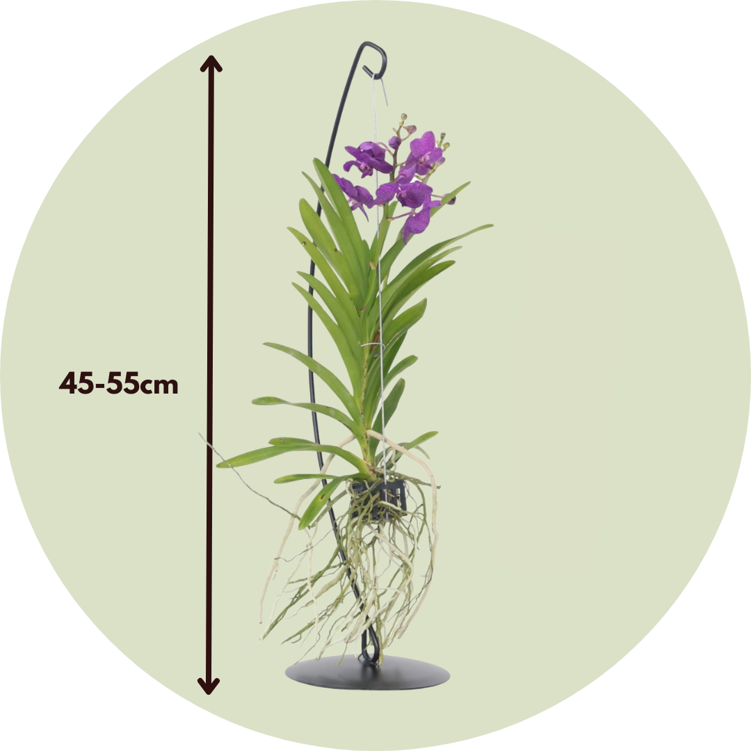 Orquídea Vanda - Vanda 'blue' - Altura 45-55cm_2