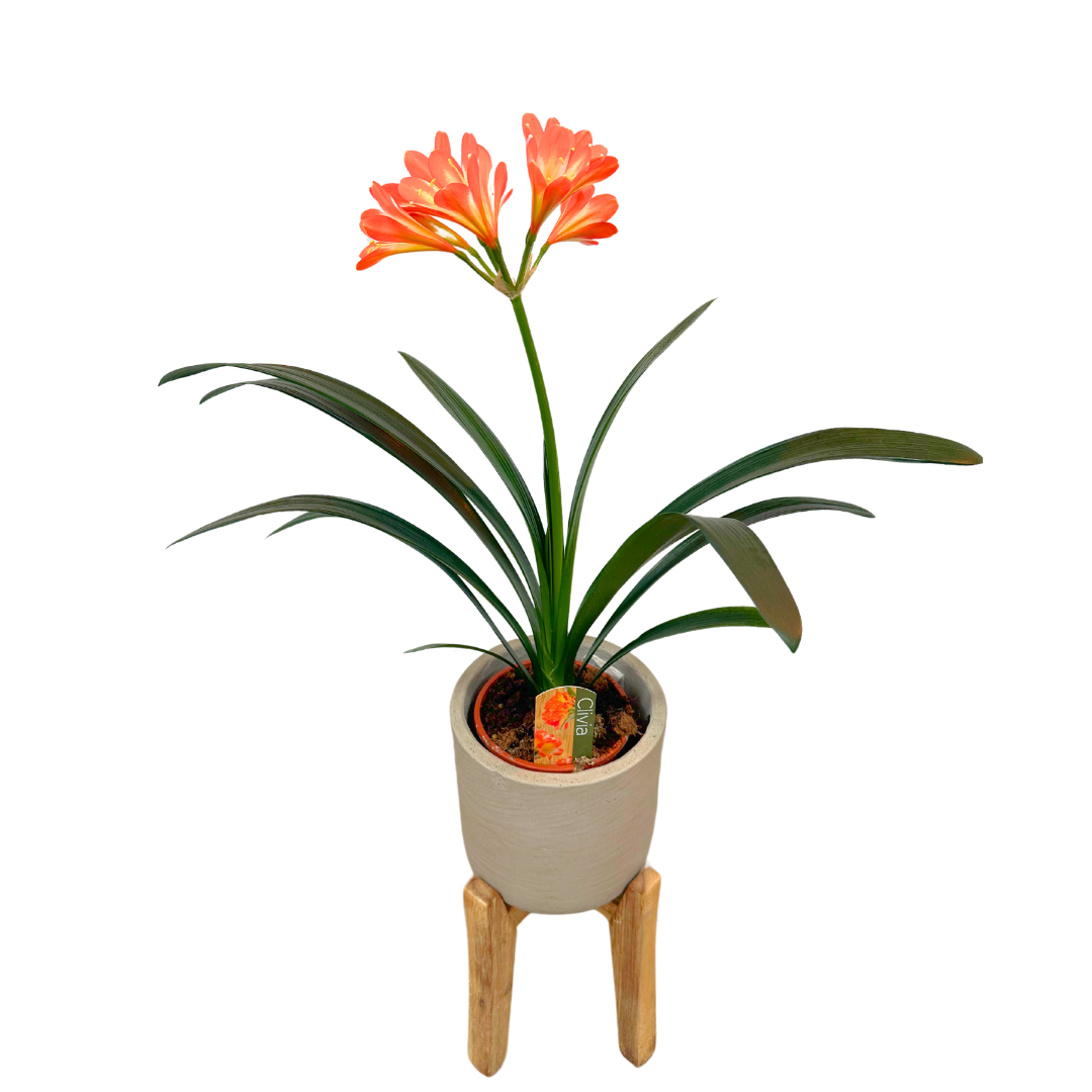 Clivias Belleza Tropical Para Tu Hogar M13_0