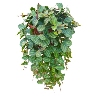 Peperomia Angulata Variedad De Peperomia Con Hojas En Forma De Lanza_0
