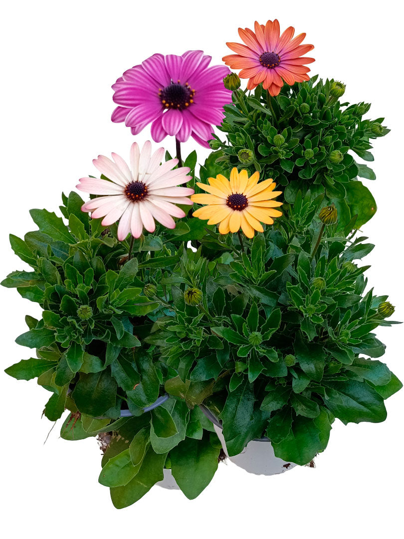Planta Dimorphoteca De Floración Surtida Ø14 - 1 Unidad_0