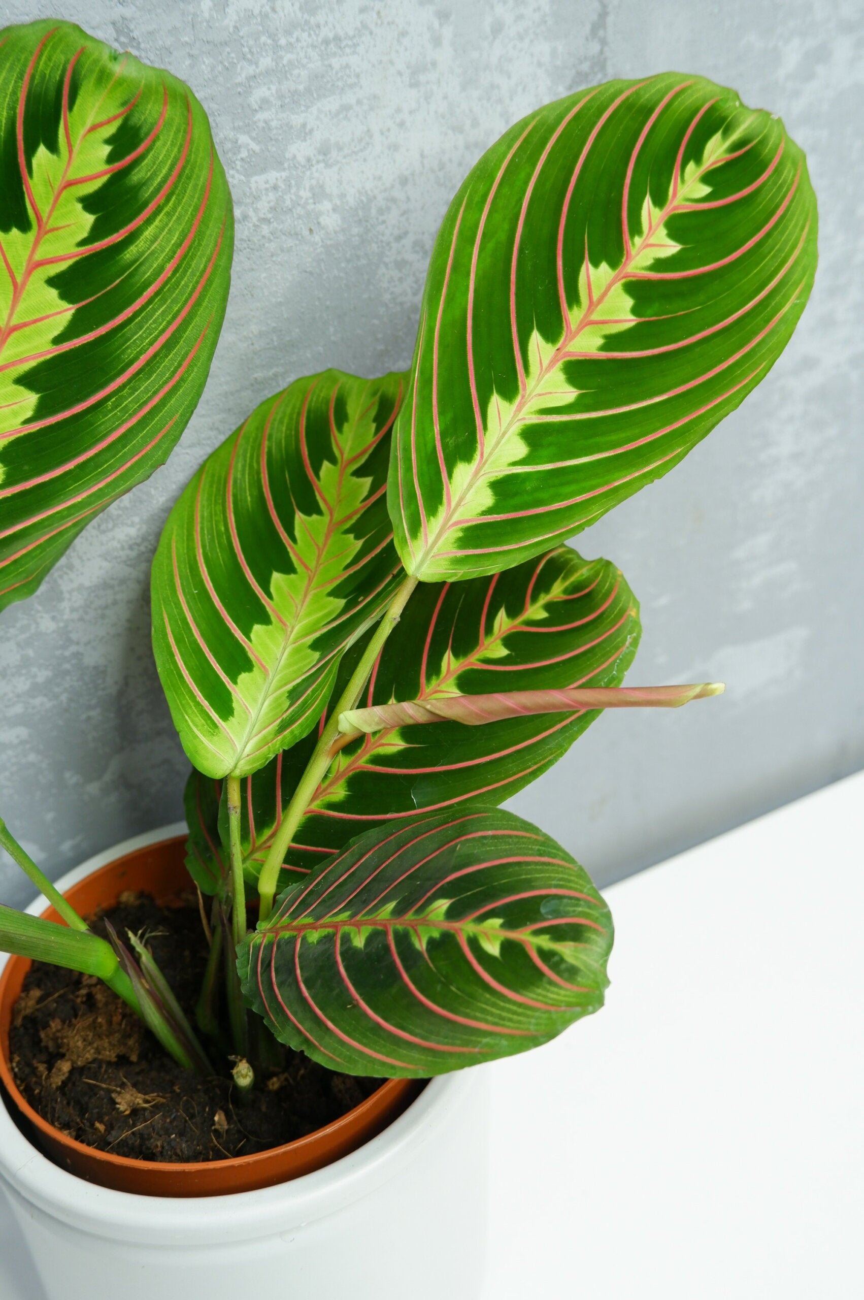 Maranta Fascinator_2