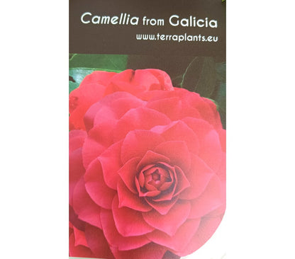 Camelia M22 40-60cm_1