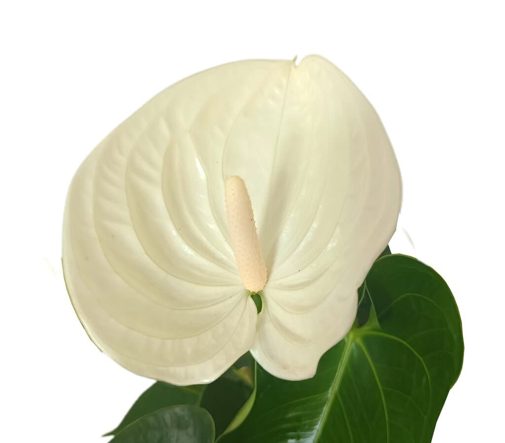 Anthurium Andreanum Blanco M14 40cm_2