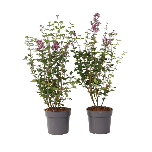 Lila - 2 Pzs - Syringa 'bloomerang' - Altura 55-65cm - ⌀19cm_0
