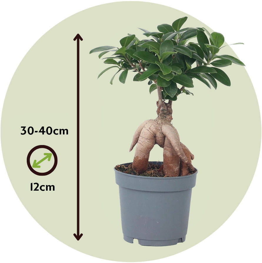 Laurel De Indias - Ficus Microcarpa - Altura 30-40cm - ⌀12cm_2
