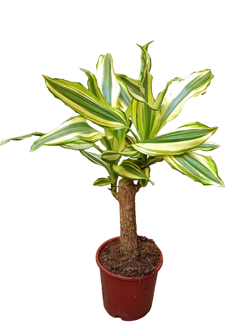 Palo De Brasil Yellow Coast Planta De Interior Dracaena_0