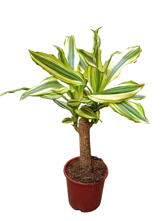 Palo De Brasil Yellow Coast Planta De Interior Dracaena_0