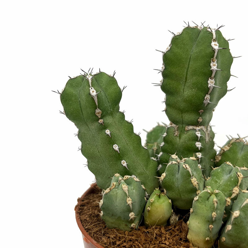 Euphorbia Polyacantha Cactus Y Suculentas M8,5 cm Ø_2