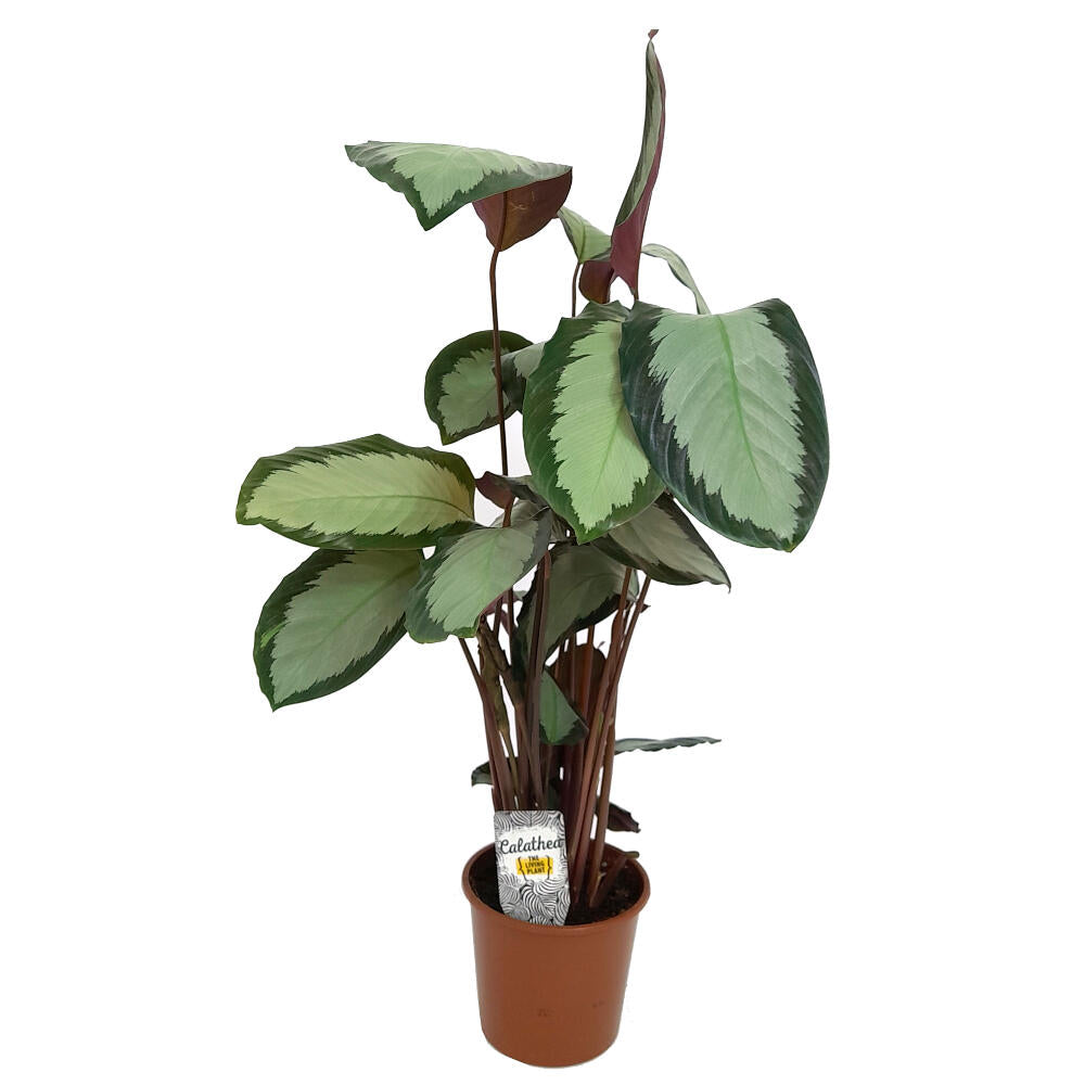 Calathea Picturata Argentea M17 45cm_0