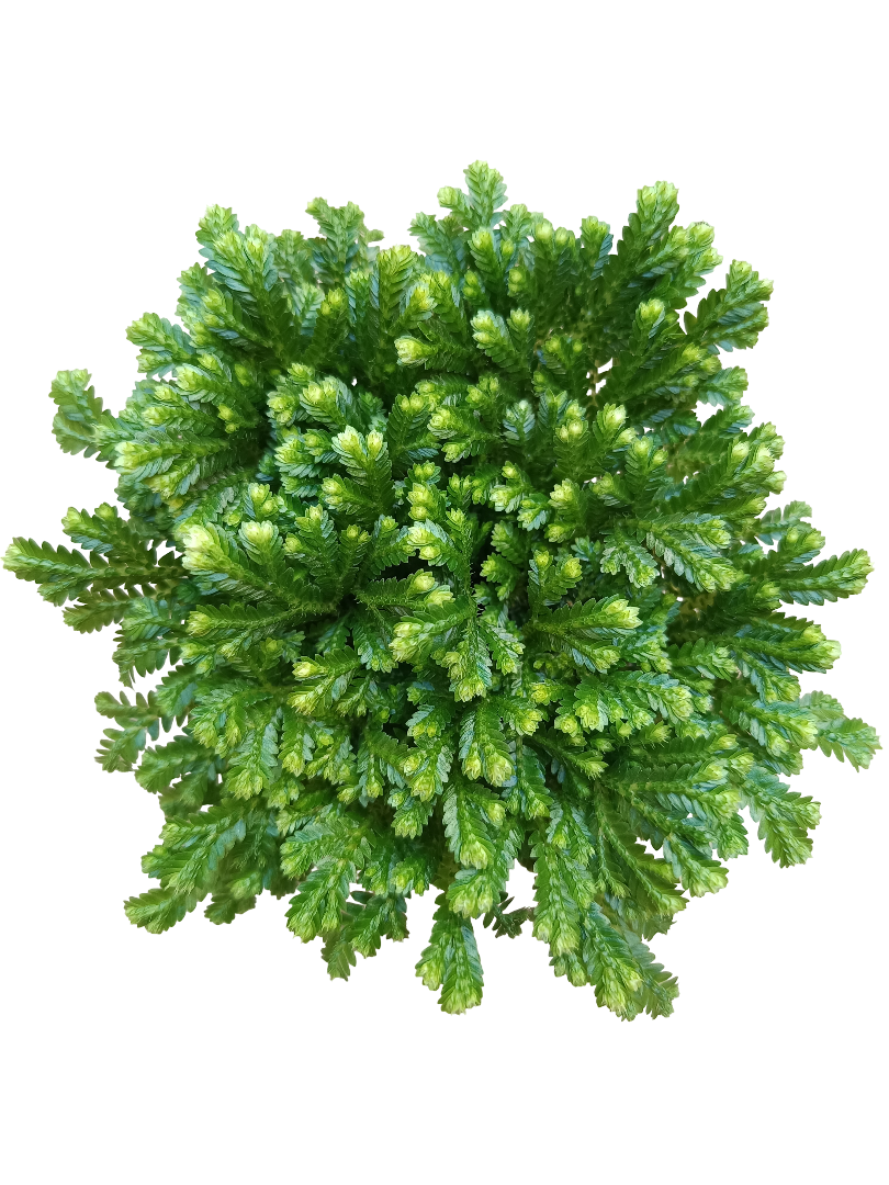 Sellaginella Jori Planta De Interior Ideal Para Decorar_0