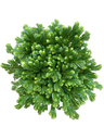 Sellaginella Jori (planta De Interior Ideal Para Decoração)