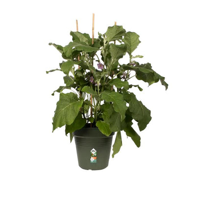 Green Basics Elho Vaso Verde 17 cm