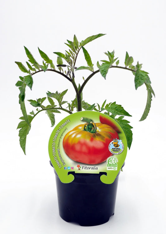 Plantón tomate Esquenaverd en maceta 10,5 cm. natural - Fitoralia_0