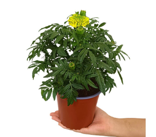 Tagete Erecta M13_0