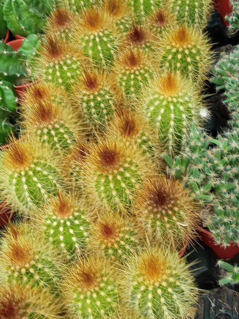 Suculentas Y Cactus Variedad #60 Planta Sin Id_0