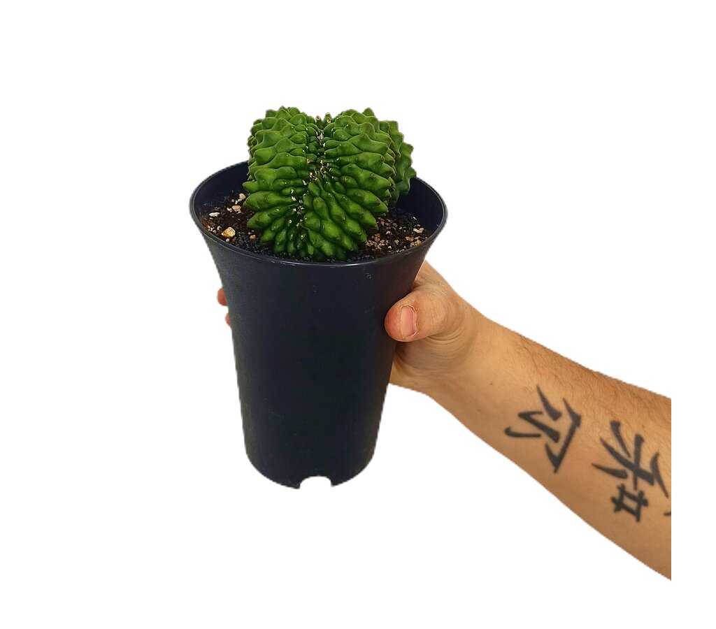Gymnocalycium Spineless M12_0