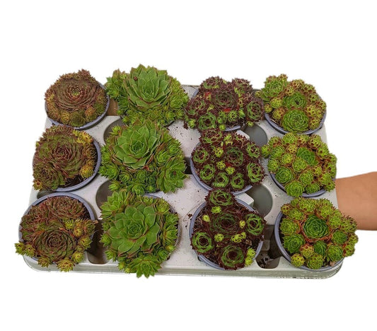 Sempervivum M9 (unidad)_0