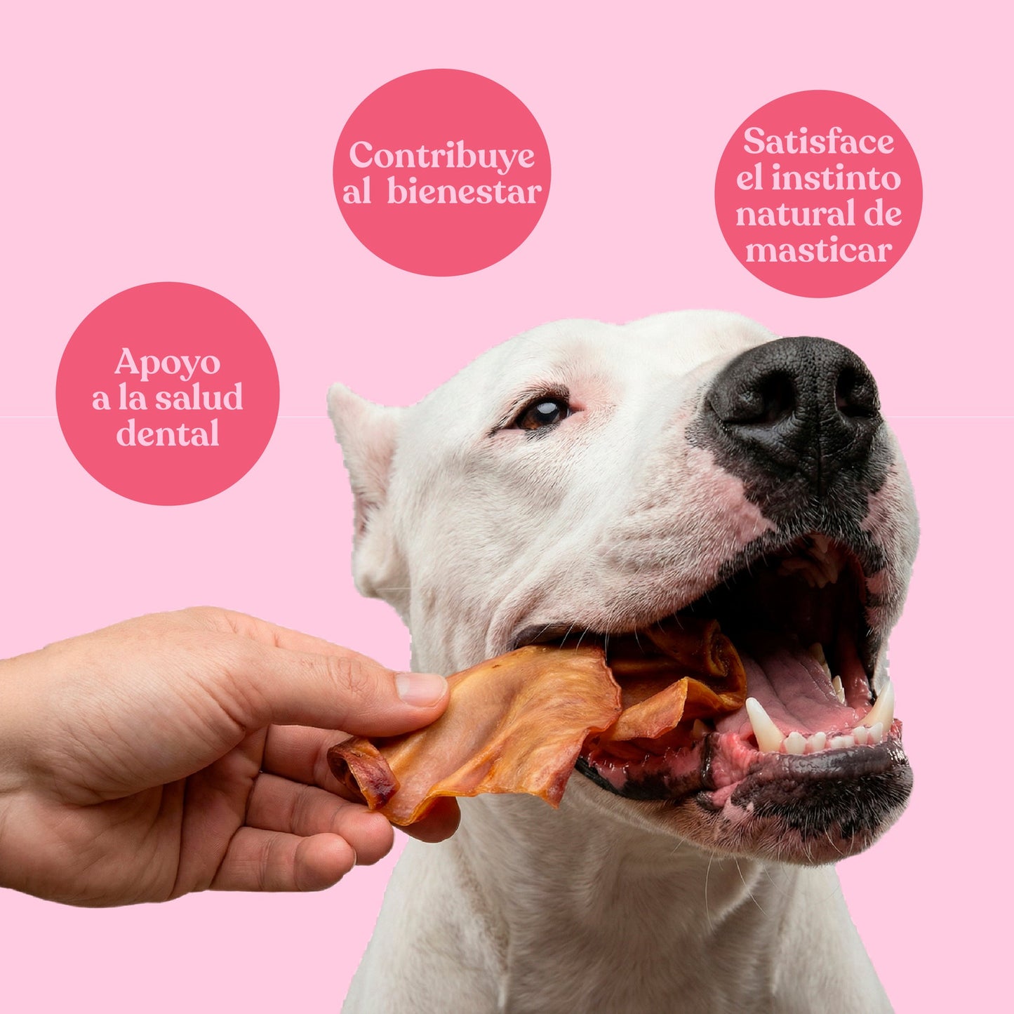 Orejas de Cerdo para Perros Masticación Natural 230 g dr.bimix