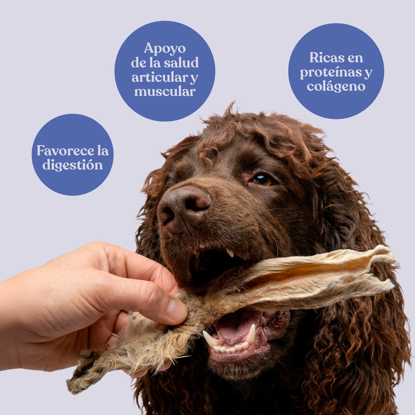 Orejas de Conejo con Pelo para Perros Snack Natural 200 g dr.bimix