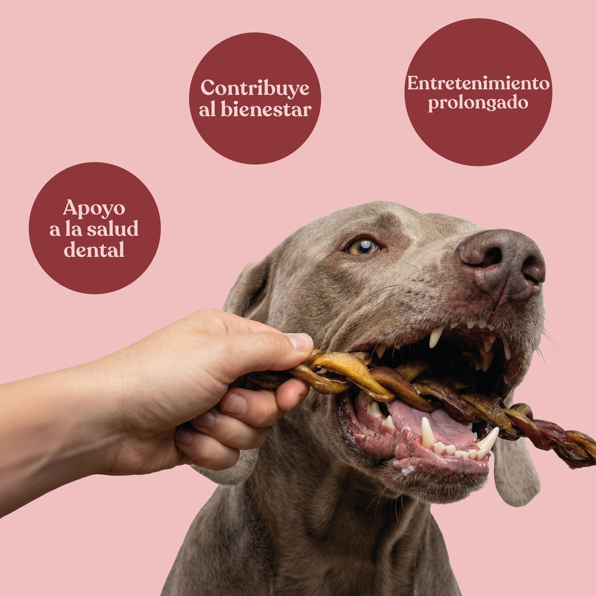 Nervio de Toro para Perros de Larga Duración 30 cm 265 g dr.bimix