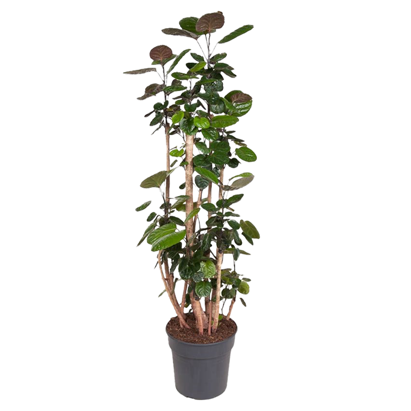 Aràlia De Fabian - Polyscias 'fabian' - Altura 140-150cm - ⌀31cm_0