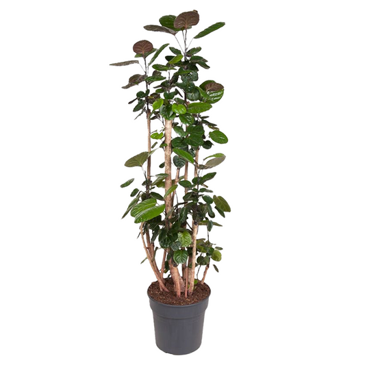 Aràlia De Fabian - Polyscias 'fabian' - Altura 140-150cm - ⌀31cm_0