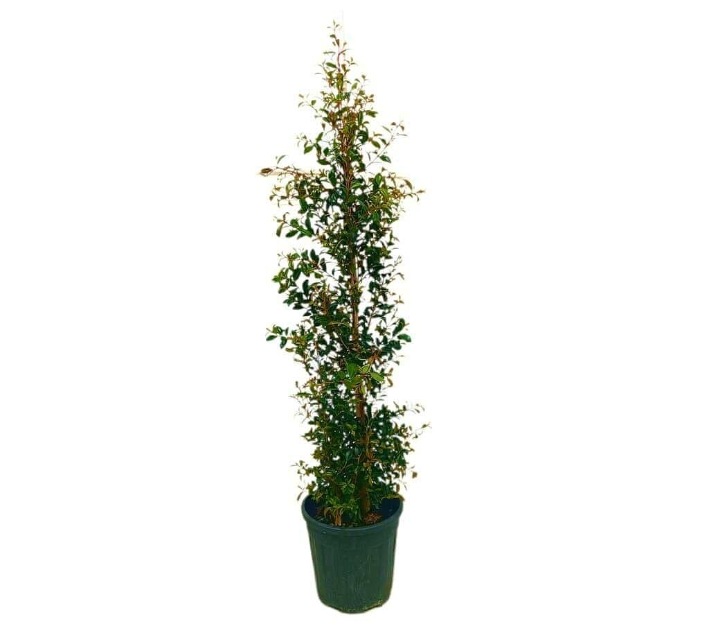 Eugenia Myrtifolia Piramid M24 120-140cm_0