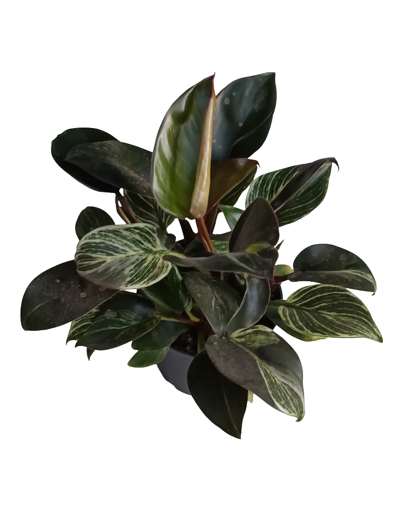 Philodendro Birkin Planta De Interior Ø12_0