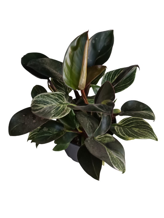 Philodendro Birkin Planta De Interior Ø12_0