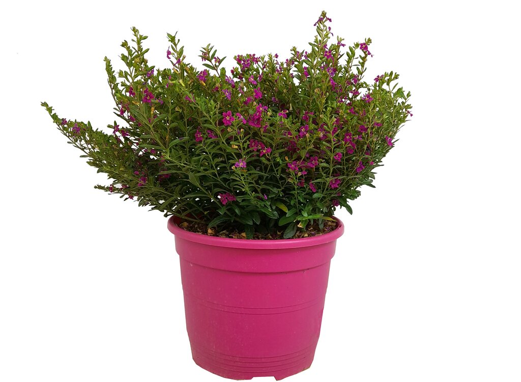 Cuphea Hyssopifolia M22 35cm (trueno De Venus)_0