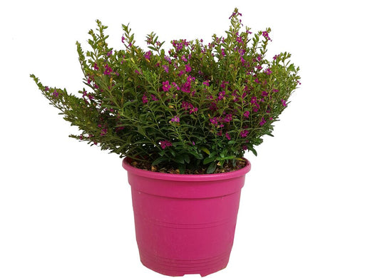 Cuphea Hyssopifolia M22 35cm (trueno De Venus)_0