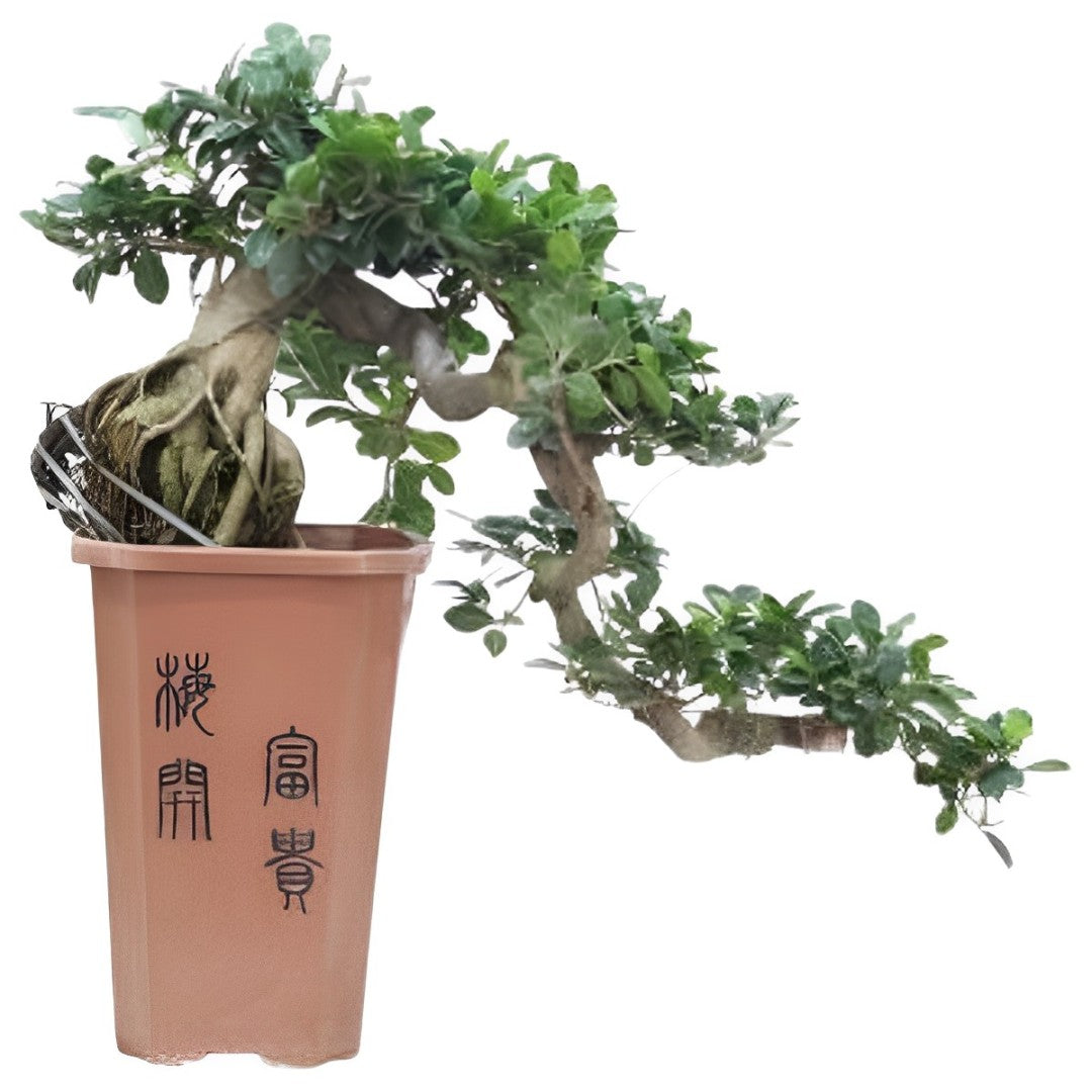 Bonsai Cascade - Ficus Retusa - Altura 70cm - ⌀26cm_0