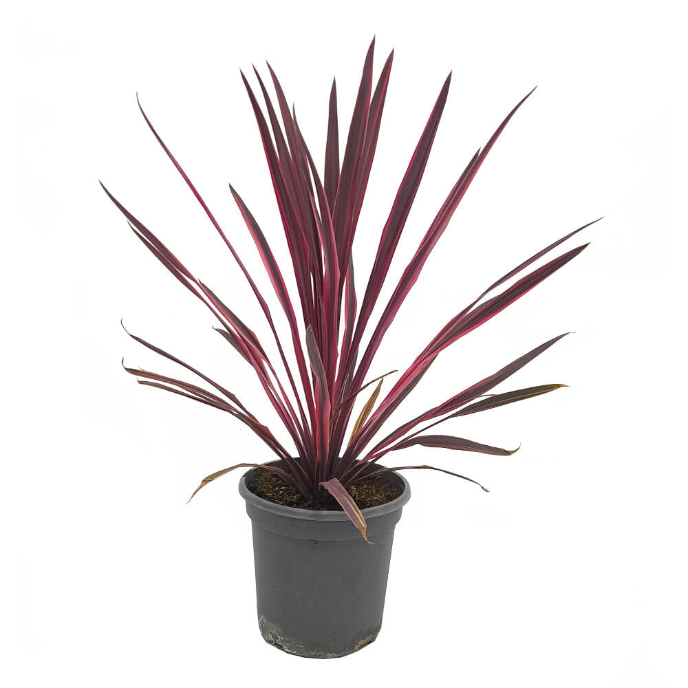 Cordyline Paso Doble M20 80cm_0