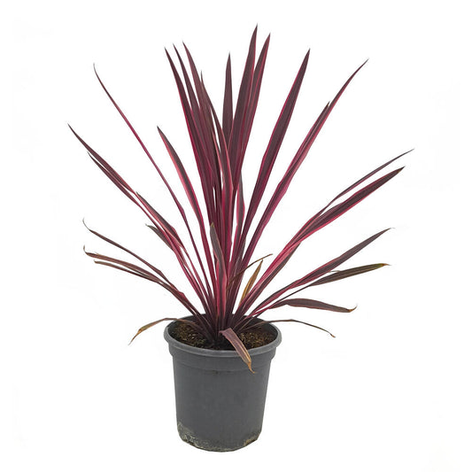 Cordyline Paso Doble M20 80cm_0