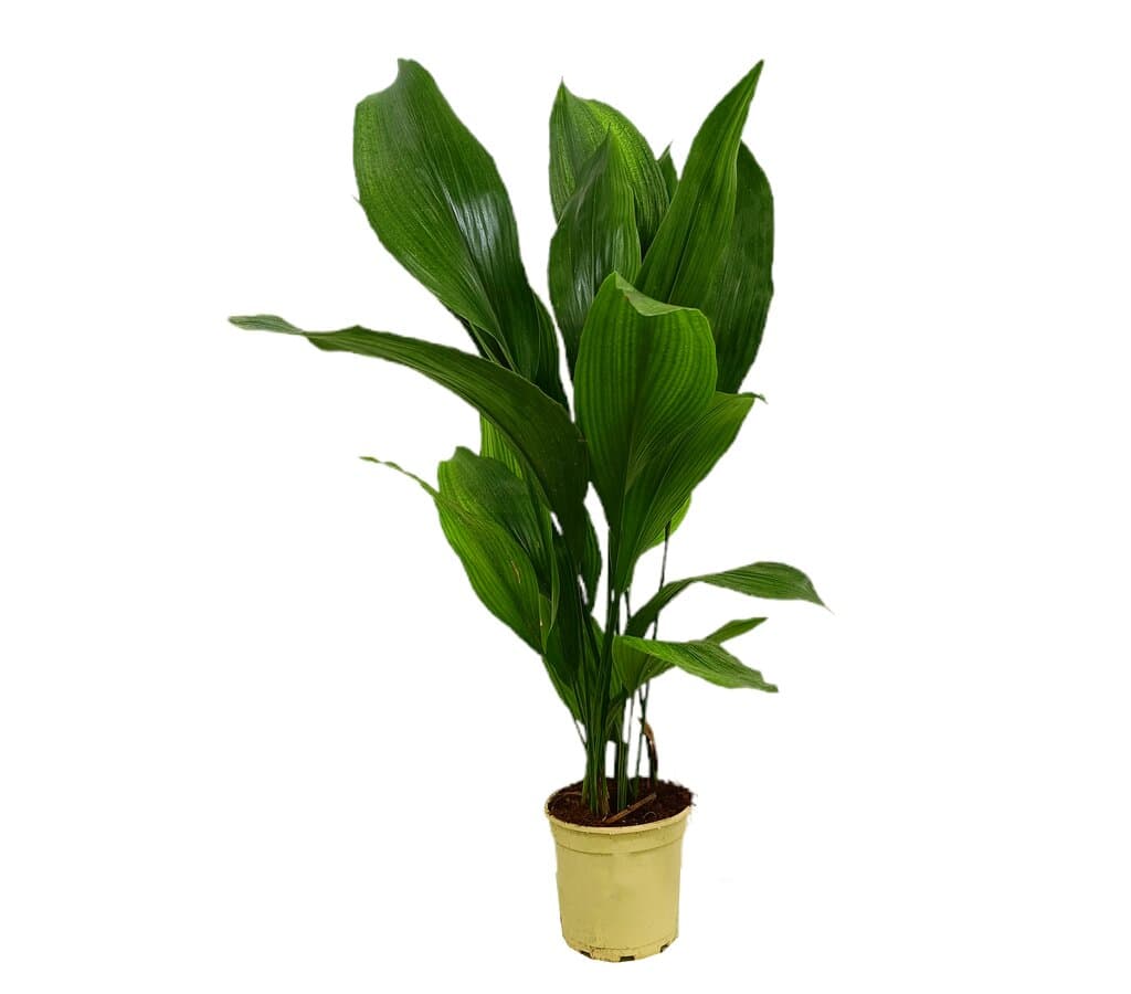 Aspidistra M17_0