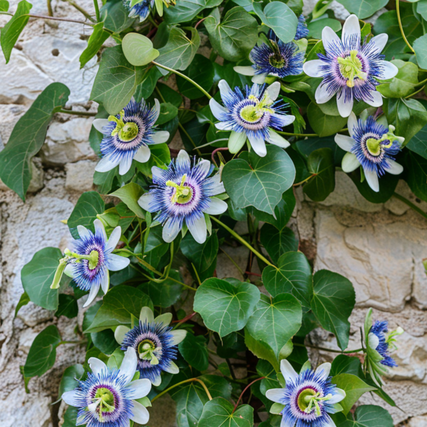 Pasionaria Azul - 2 Pzs - Passiflora Caerulea - Altura 110-120cm - ⌀17cm_1