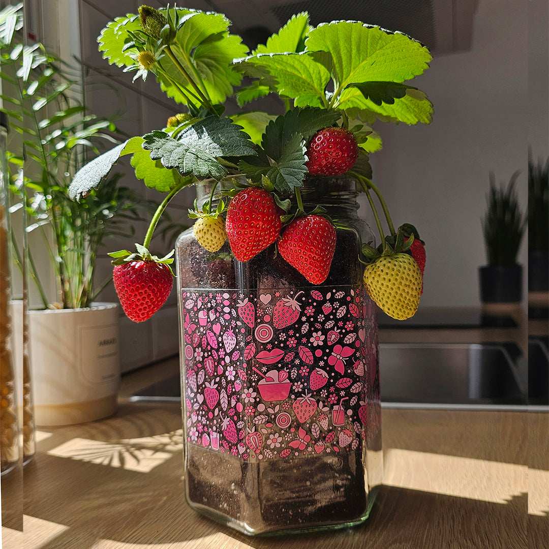 Kit cultivo interior fresas Garden Pocket