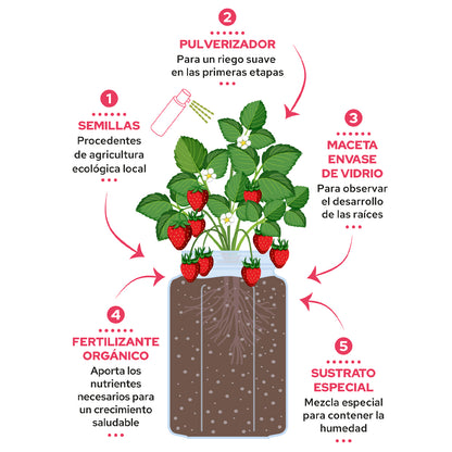 Kit cultivo interior fresas Garden Pocket