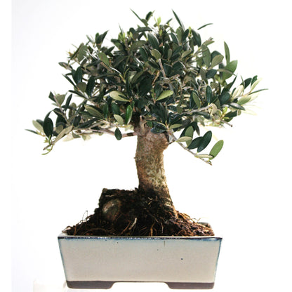 Bonsai Olea europaea 9 anos OLIVEIRA