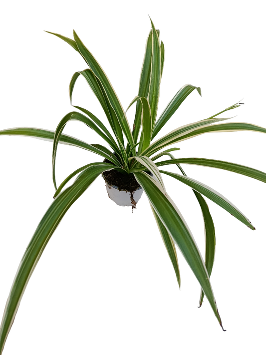 Planta De Interior Cintas Variegata Chlorophitum_0