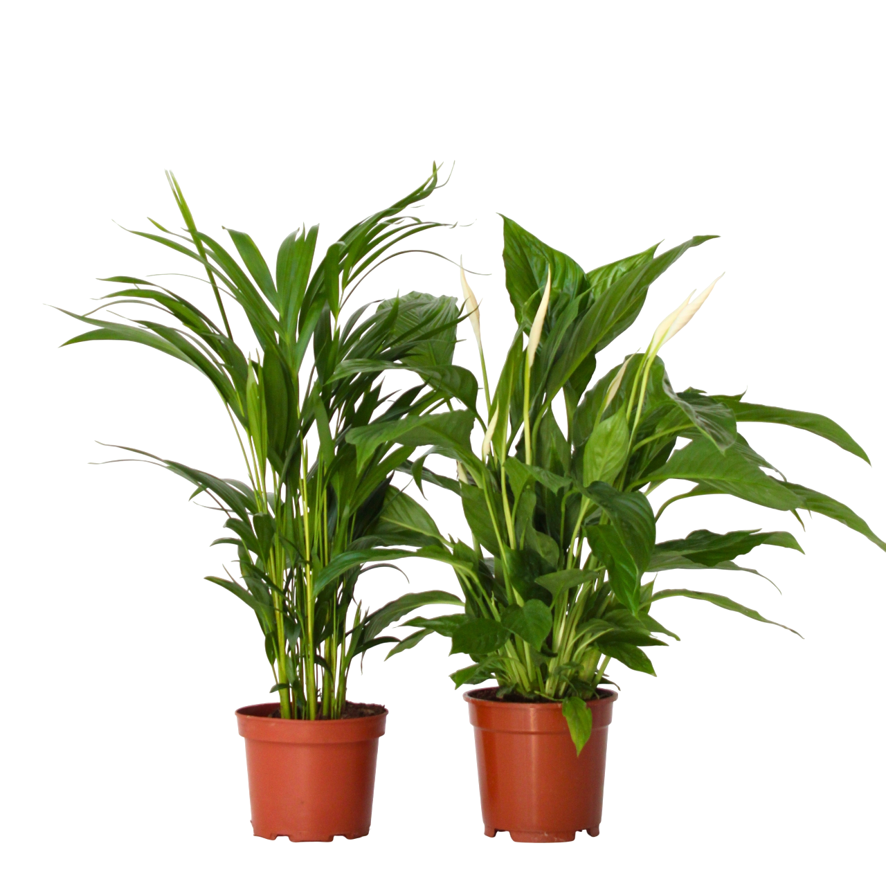 Dúo Verde - 2 Pzs - Spathiphyllum Dypsis Lutescens - Altura 60-75cm - ⌀17cm_0