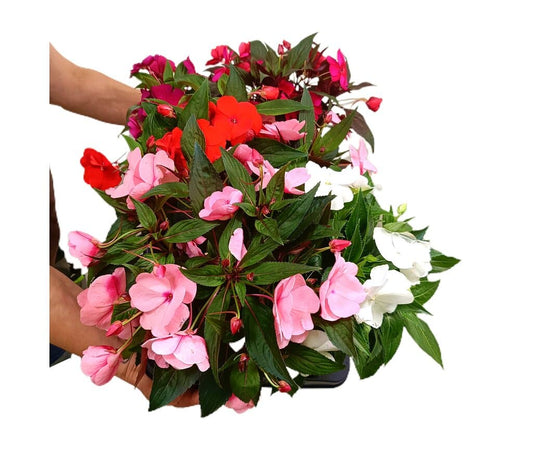 Impatiens Nueva Guinea M13 25cm_0